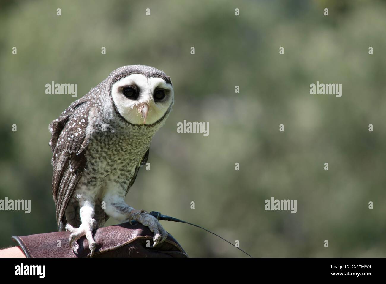 Die weniger rußige Eule hat eine dunkelrußgraue Farbe, mit großen Augen in einem grauen Gesicht, feinen weißen Flecken oben und unten und einem blassen Bauch. Stockfoto