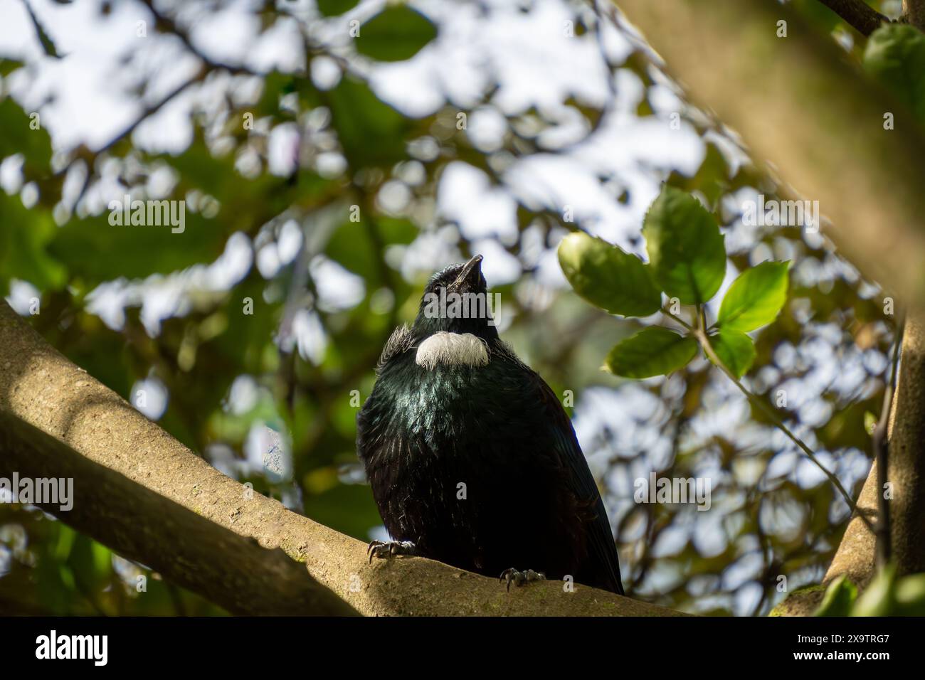 Neuseeländischer tui-Vogel im Baum. Grüne Blätter umgeben diesen einheimischen Vogel im Queens Park, Invercargill. Stockfoto