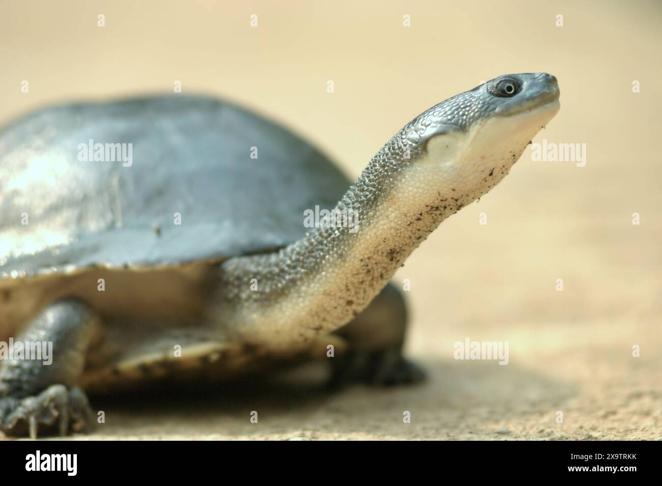 Eine seltene und bedrohte Süßwasserschildkrötenart, die endemische Schlangenhalsschildkröte (Chelodina mccordi) der vom Aussterben bedrohten Roten Insel. Stockfoto