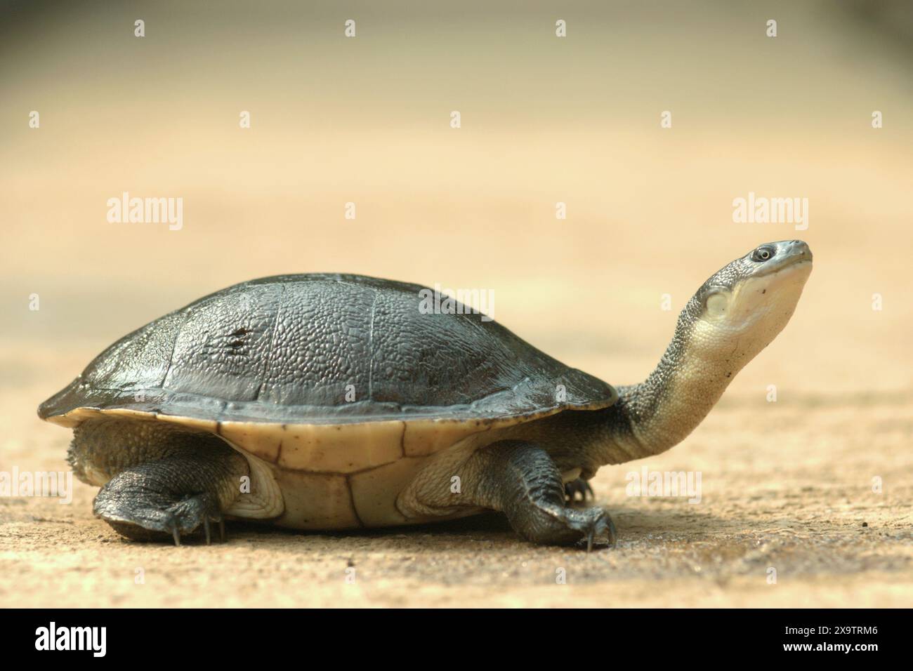 Eine seltene und bedrohte Süßwasserschildkrötenart, die endemische Schlangenhalsschildkröte (Chelodina mccordi) der vom Aussterben bedrohten Roten Insel. Stockfoto