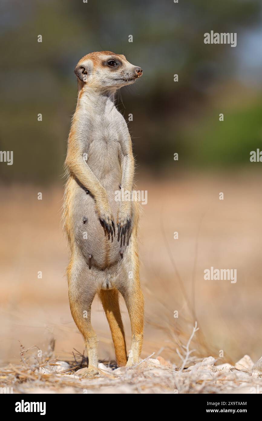 Ein warmer Erdmännchen (Suricata suricatta) steht aufrecht in der Kalahari-Wüste, Südafrika Stockfoto