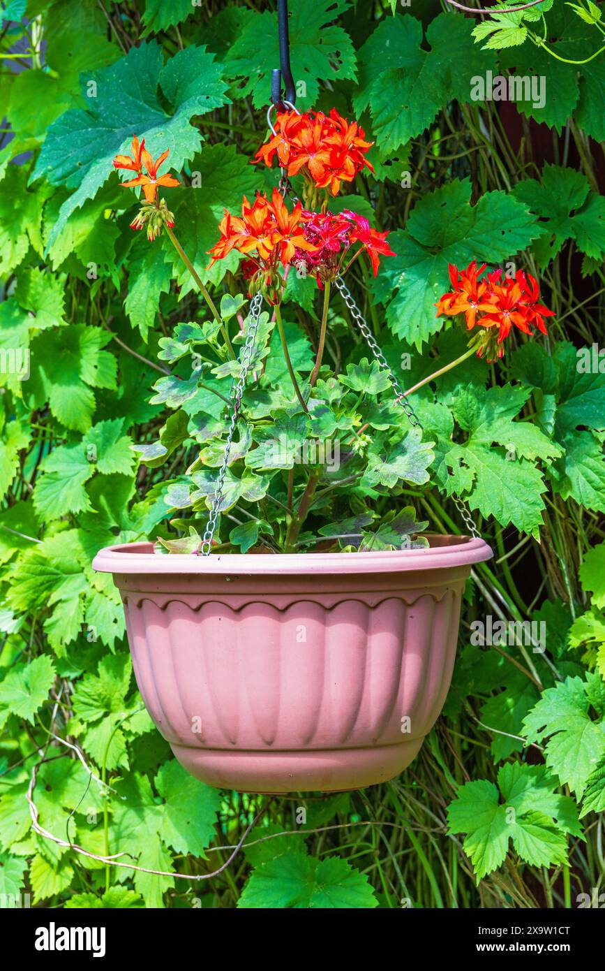 Hängender Blumentopf mit schönen roten Blumen in einem Garten Stockfoto