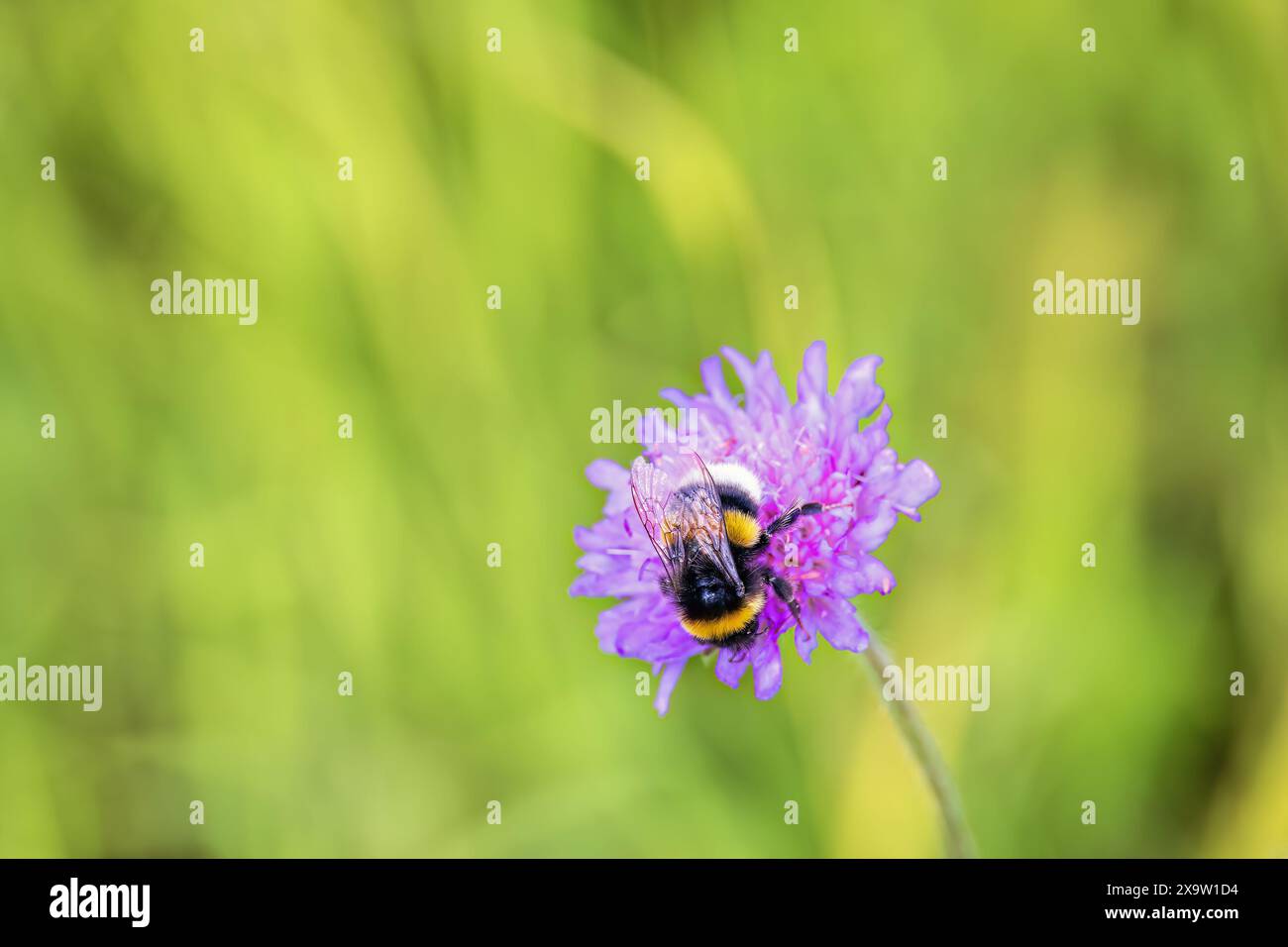 Hummel bestäubt eine blühende Wildblume Stockfoto