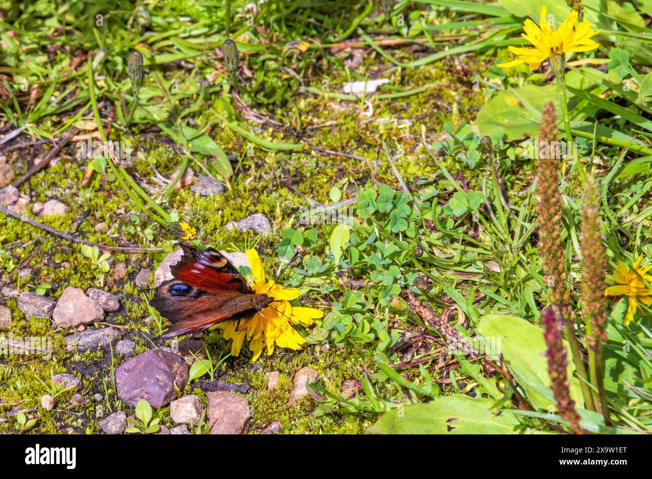 Pfauenfalter auf einer Wildblume Stockfoto
