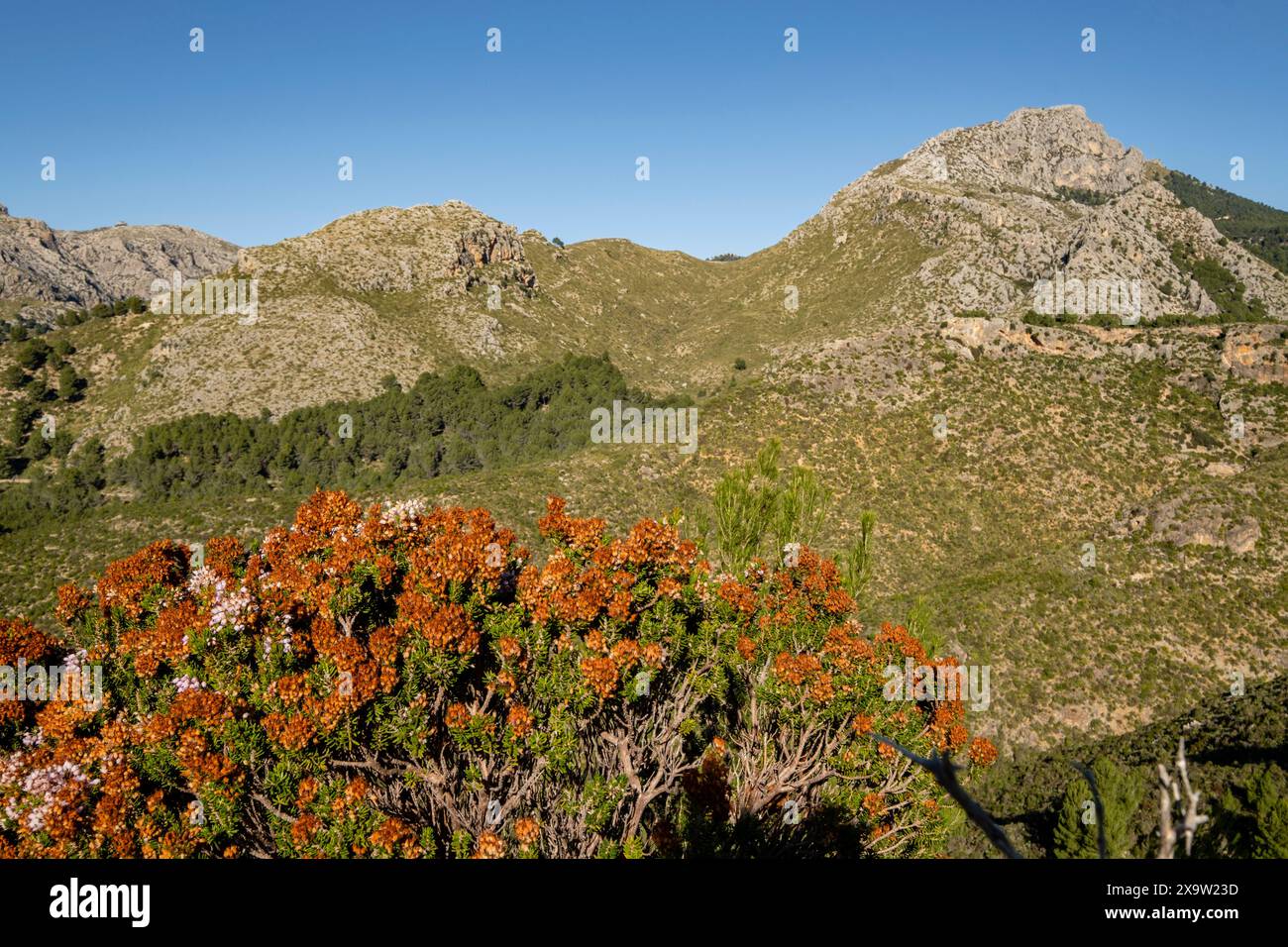 Puig de Galatzó, 1027 metros de altura, Sierra de Tramuntana, Mallorca, Balearen, Spanien Stockfoto