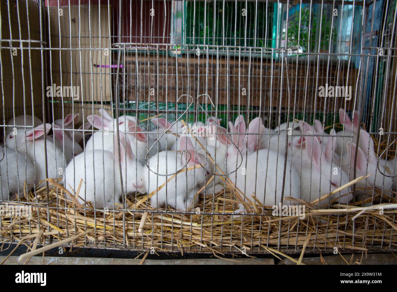 Entzückende Kaninchen im Käfig zum Verkauf auf dem Katabon PET Market in Dhaka, Bangladesch. Stockfoto