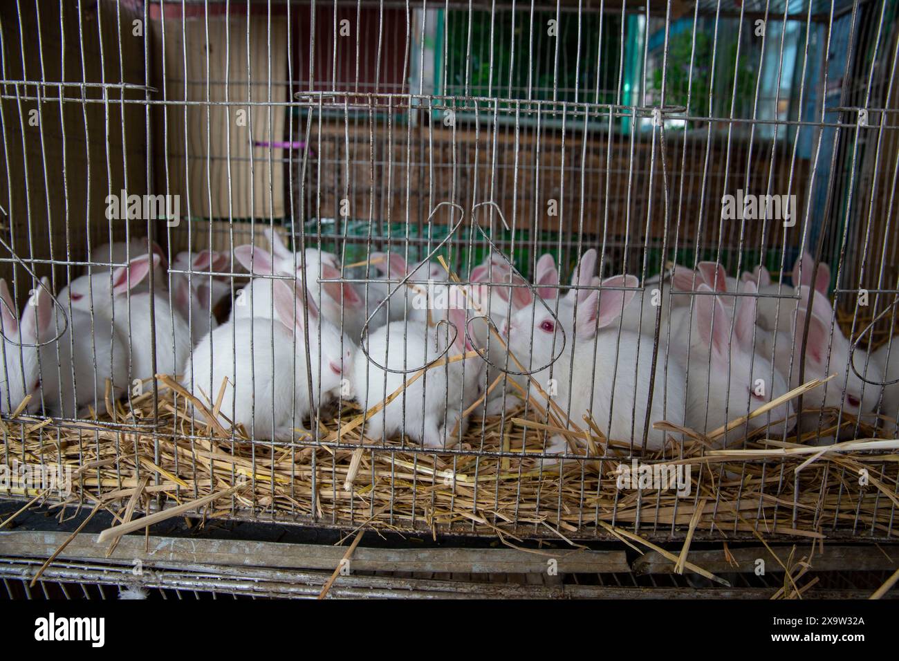 Entzückende Kaninchen im Käfig zum Verkauf auf dem Katabon PET Market in Dhaka, Bangladesch. Stockfoto