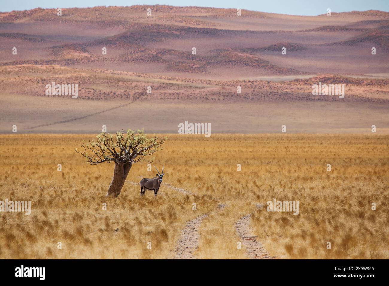 Ein Oryx findet Schatten unter einem Moringa-Baum in der Namib Naukluft, Namibia, und zeigt die Widerstandsfähigkeit der Wüstenwelt Stockfoto