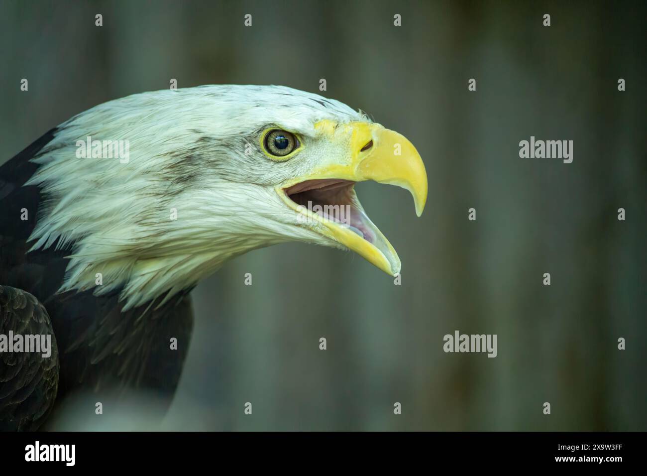 Amerikanischer Weißkopfadler auf dunklem Hintergrund. Offener Schnabelkopf. Stockfoto