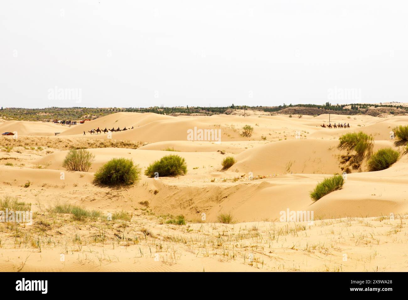 Am 31. Mai 2024 reiten Touristen auf Kamelen am malerischen Ort Yinkantara in der Kubuqi-Wüste in Ordos, der autonomen Region der Inneren Mongolei, China. (Foto: Costfoto/NurPhoto) Stockfoto