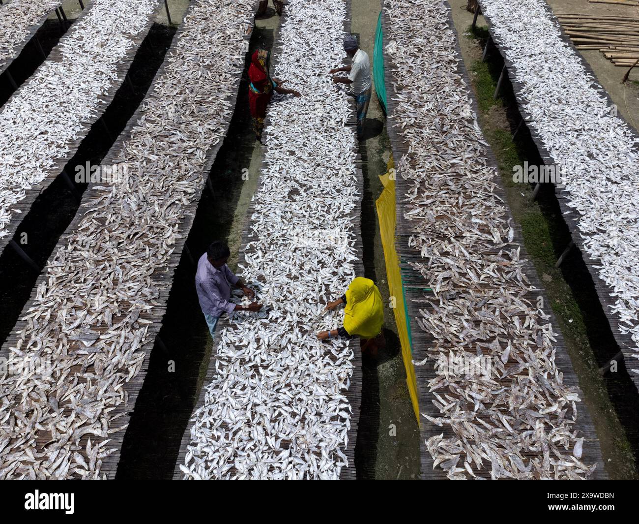 Chittagong, Bangladesch. 3. Juni 2024, Cox's Bazar, Chittagong, Bangladesch: Die Arbeiter trocknen im Cox's Bazar, Bangladesch. Sie schneiden und reinigen die Fische, fügen Salz hinzu und trocknen sie dann 4 bis 5 Tage lang auf Bambusplattformen in der Sonne. Die Verarbeitung von Trockenfischen erfordert eine konstante Hitze zum Trocknen. Nachdem die Fische richtig getrocknet sind, werden sie verpackt und zum Verkauf im in- und Ausland versandt. Getrockneter Fisch ist ein wichtiges Nahrungsmittel in Bangladesch. Quelle: ZUMA Press, Inc./Alamy Live News Stockfoto