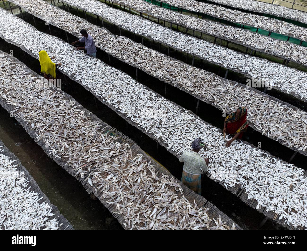 Chittagong, Bangladesch. 3. Juni 2024, Cox's Bazar, Chittagong, Bangladesch: Die Arbeiter trocknen im Cox's Bazar, Bangladesch. Sie schneiden und reinigen die Fische, fügen Salz hinzu und trocknen sie dann 4 bis 5 Tage lang auf Bambusplattformen in der Sonne. Die Verarbeitung von Trockenfischen erfordert eine konstante Hitze zum Trocknen. Nachdem die Fische richtig getrocknet sind, werden sie verpackt und zum Verkauf im in- und Ausland versandt. Getrockneter Fisch ist ein wichtiges Nahrungsmittel in Bangladesch. Quelle: ZUMA Press, Inc./Alamy Live News Stockfoto