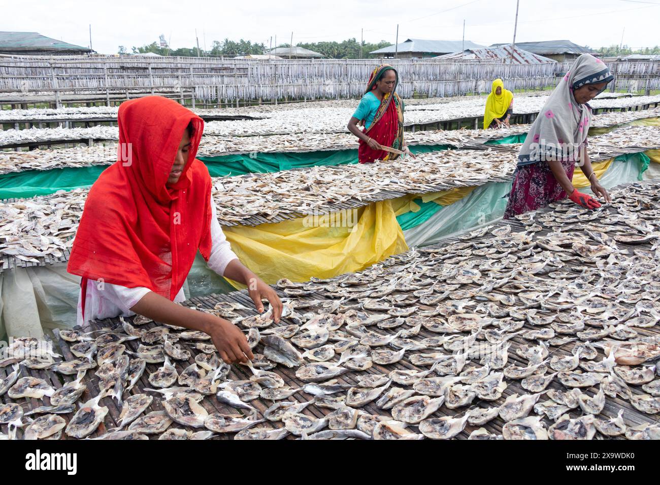 Chittagong, Bangladesch. 3. Juni 2024, Cox's Bazar, Chittagong, Bangladesch: Die Arbeiter trocknen im Cox's Bazar, Bangladesch. Sie schneiden und reinigen die Fische, fügen Salz hinzu und trocknen sie dann 4 bis 5 Tage lang auf Bambusplattformen in der Sonne. Die Verarbeitung von Trockenfischen erfordert eine konstante Hitze zum Trocknen. Nachdem die Fische richtig getrocknet sind, werden sie verpackt und zum Verkauf im in- und Ausland versandt. Getrockneter Fisch ist ein wichtiges Nahrungsmittel in Bangladesch. Quelle: ZUMA Press, Inc./Alamy Live News Stockfoto