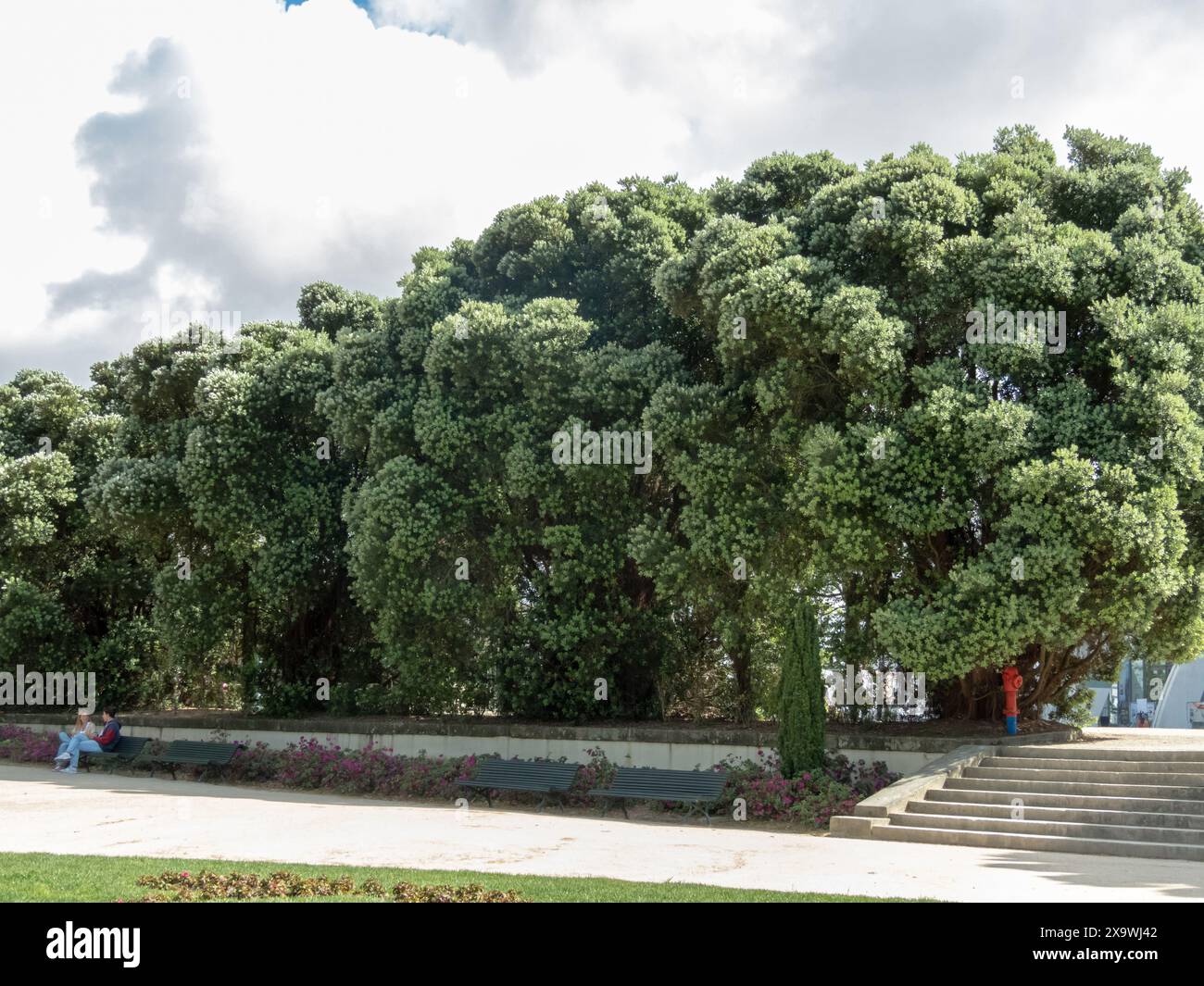 PORTO, PORTUGAL - 25. APRIL 2024: Metrosideros excelsa, pohutukawa, neuseeländische Weihnachtsbaum- oder Eisenbaumpflanzen mit strahlendem Frühlingsneuwuchs in der Stockfoto