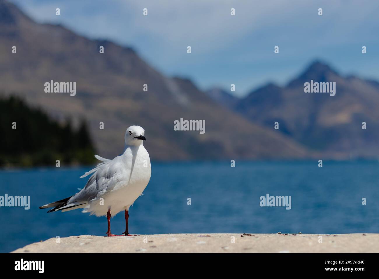 Möwe mit Bergsee-Kulisse Stockfoto