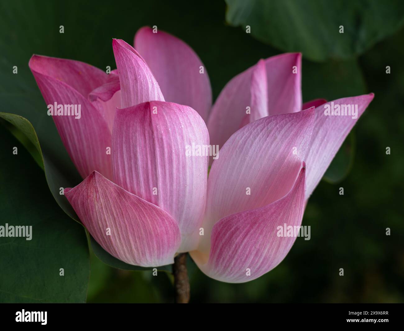 Nahaufnahme der zarten hellrosa indischen Lotus- oder Nelumbo nucifera-Blume, die auf grünem Laubhintergrund blüht Stockfoto