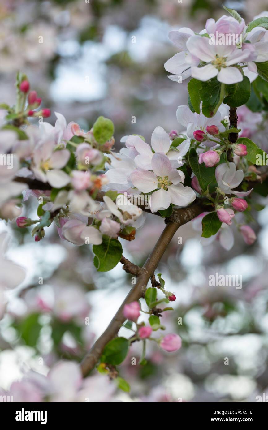 Nahaufnahme der zarten Apfelblüten, die im Frühjahr blühen Stockfoto