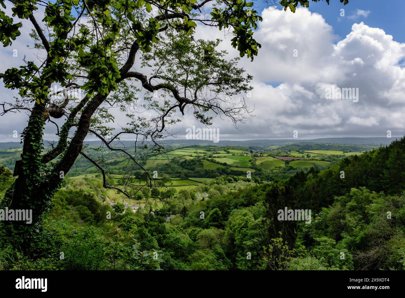 Blick von der Spitze der Lady Exmouth Falls, Canonteign Estate, Devon Stockfoto