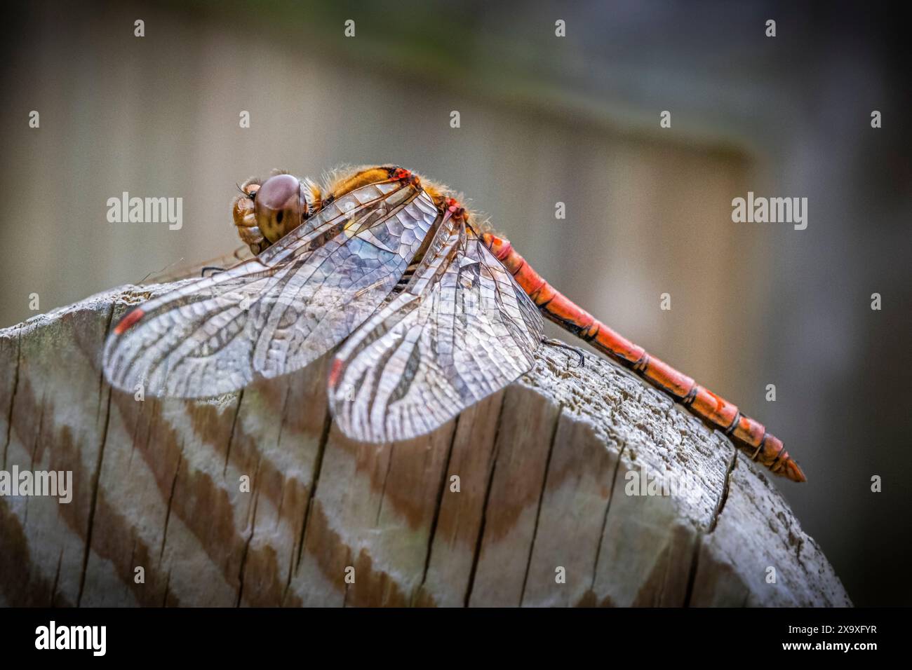 Gewöhnliche Darter Libelle, die auf einem Zaunpfosten ruht. Stockfoto