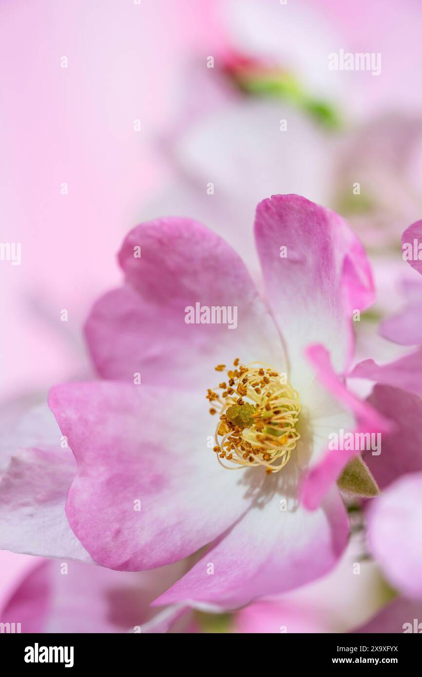 Nahaufnahme einer Ballerina Rose Blume. Stockfoto