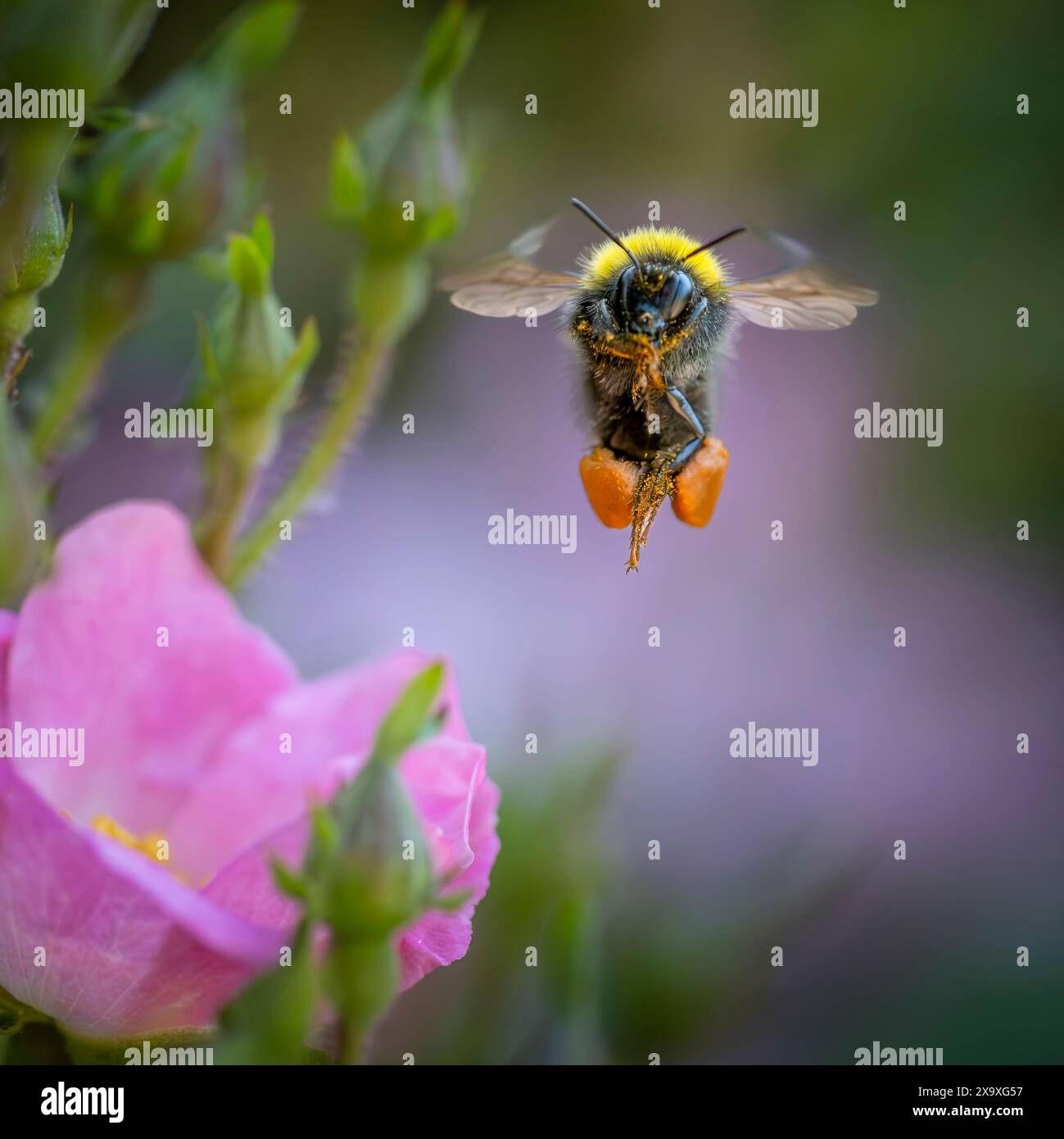 Eine fliegende Hummel, die mit Pollen beladen ist, wahrscheinlich ein früherer Hummel Bombus pratorum Stockfoto