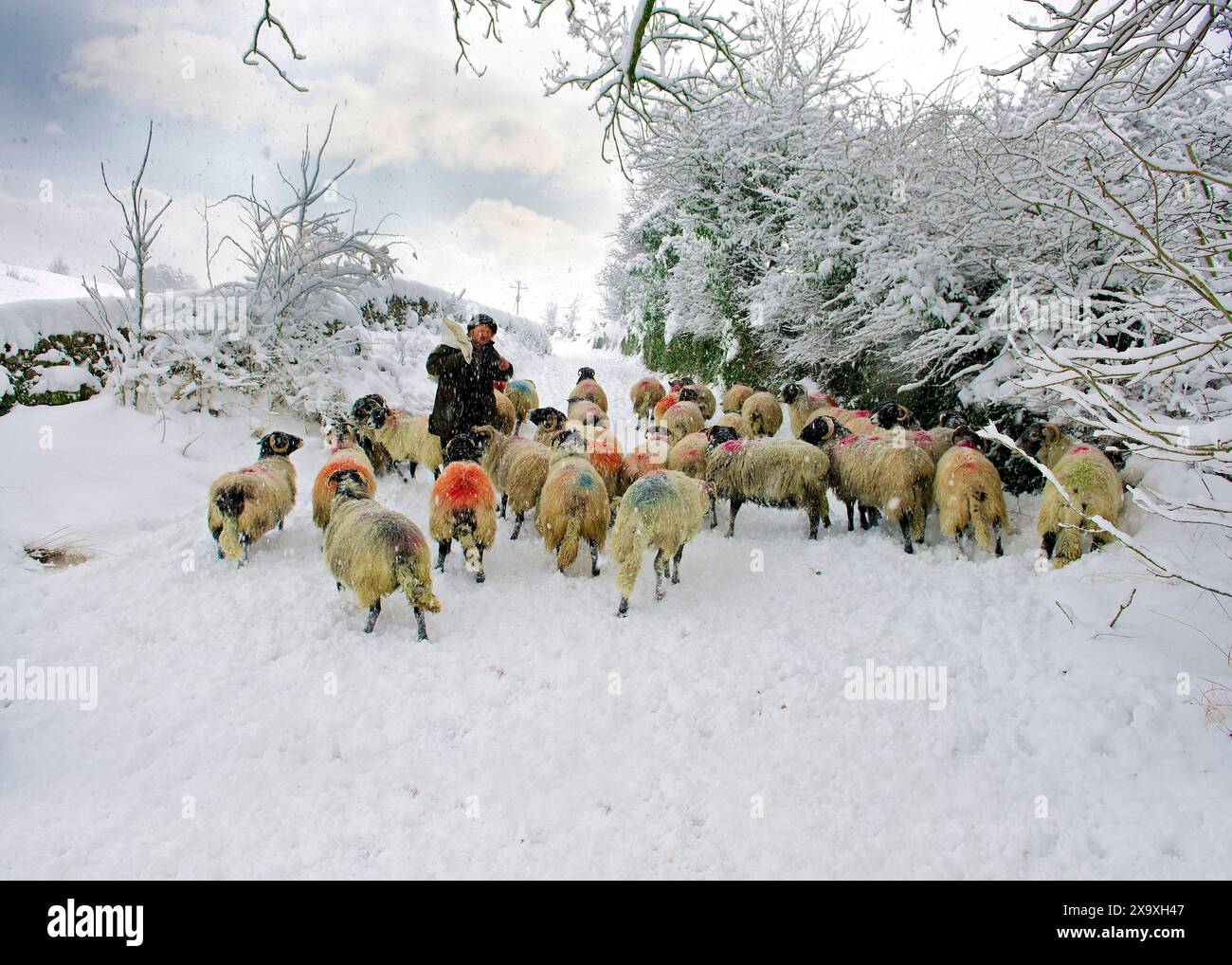 Schäferhund mit Schafen. Stockfoto