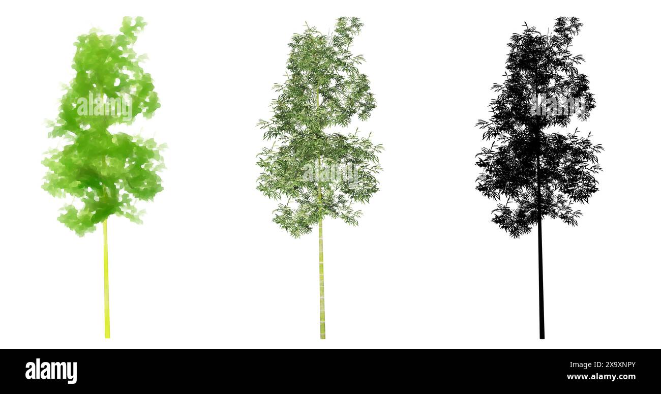 Set oder Sammlung von Bambusbäumen, gemalt, natürlich und als schwarze Silhouette auf weißem Hintergrund. Konzept oder konzeptionelle 3D Illustration für die Natur, e Stockfoto
