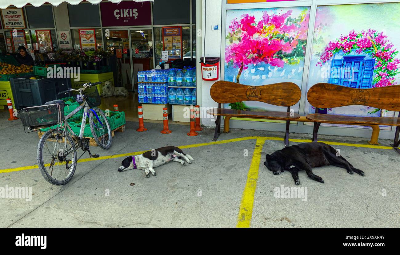 Hunde schlafen vor einem Supermarkt in der beliebten Touristenstadt Turgutreis, Bodrum, Türkei Stockfoto