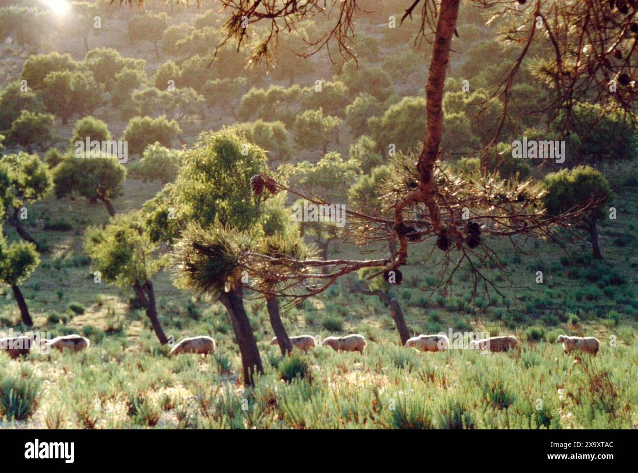 Schafherde auf der Balearen-Insel Mallorca Archivfoto vom Mai 2005. *** Schafherde auf der Baleareninsel Mallorca Archivfoto vom Mai 2005 Stockfoto