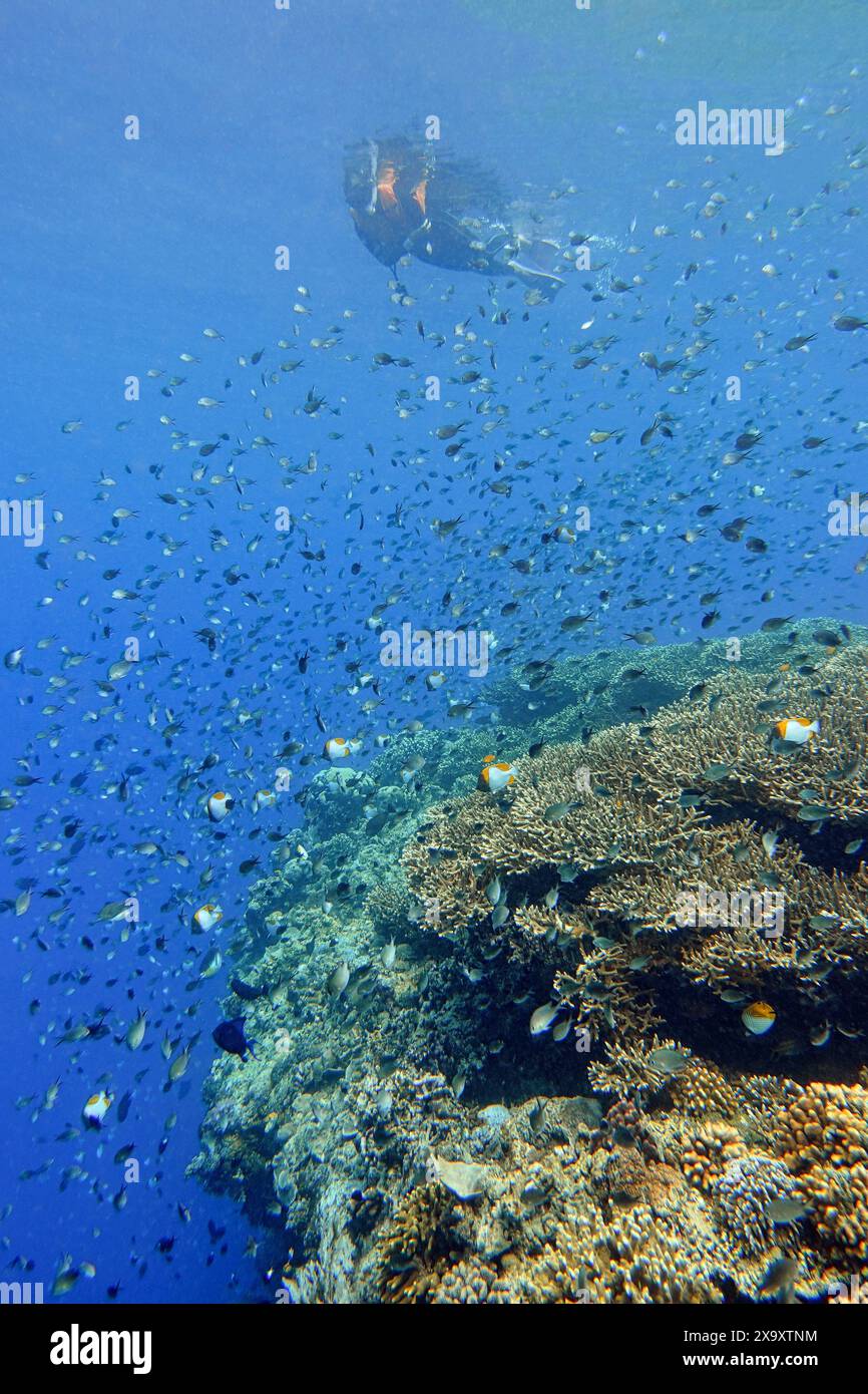 Indonesia Bunaken - Marine Life Korallenriff mit tropischen Fischen Stockfoto