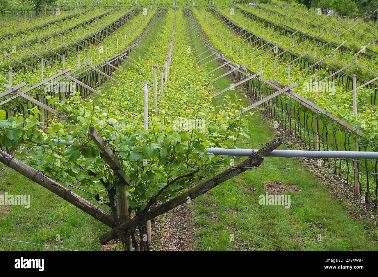 Weinberg mit Weinreihen in traditioneller italienischer Pergola (Trentino, Italien) Stockfoto