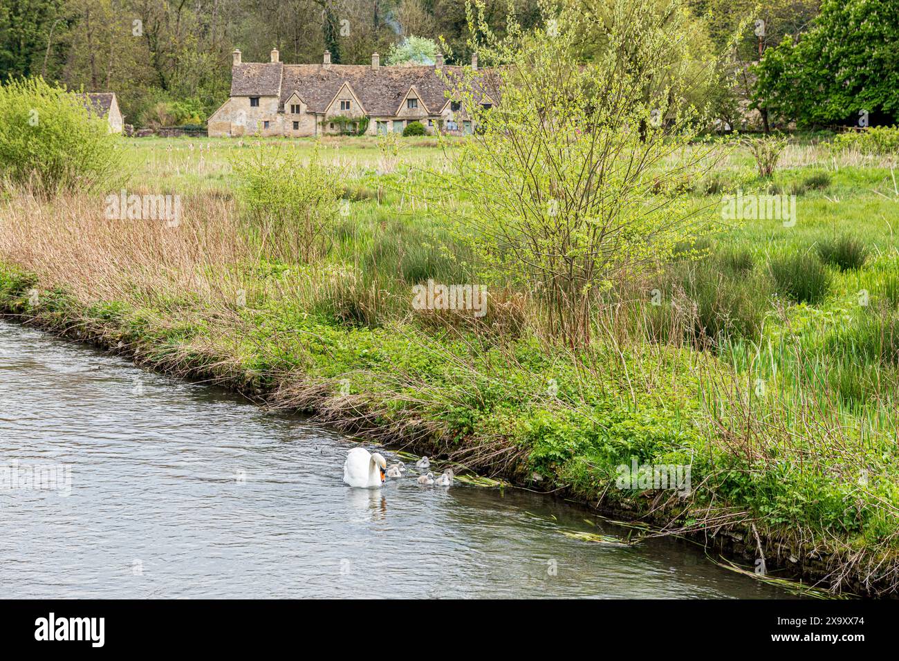 Ein stummer Schwan mit sechs Zygneten am River Coln vor der Arlington Row im Cotswold-Dorf Bibury, Gloucestershire, England Stockfoto