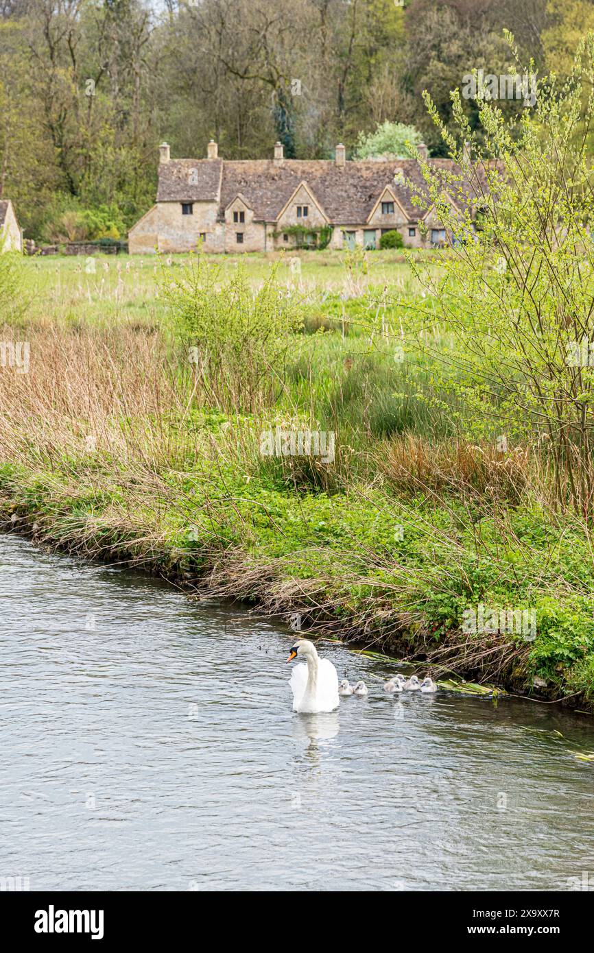 Ein stummer Schwan mit sechs Zygneten am River Coln vor der Arlington Row im Cotswold-Dorf Bibury, Gloucestershire, England Stockfoto