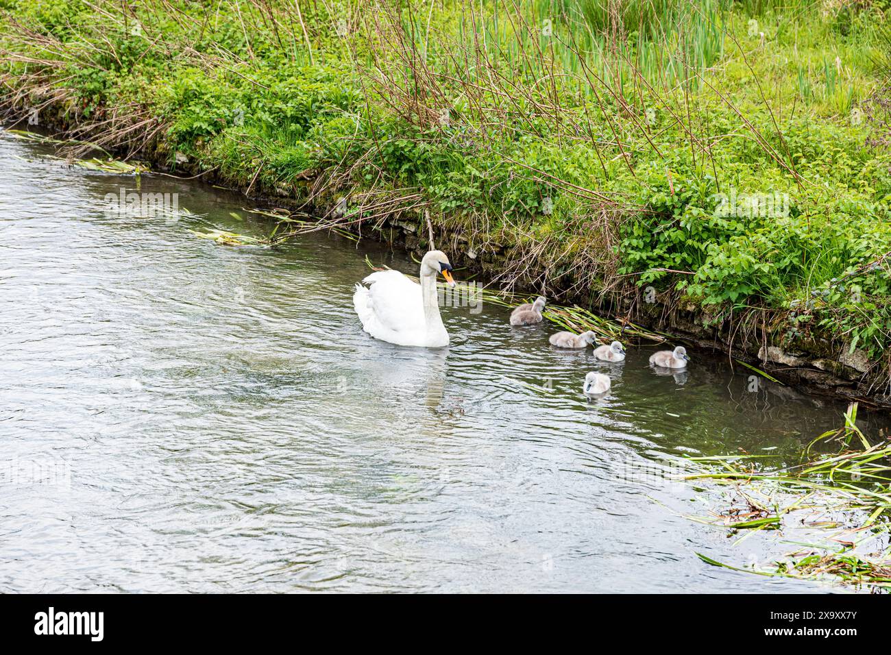 Ein stummer Schwan mit sechs Zygneten am River Coln im Dorf Bibury in Gloucestershire, England Stockfoto