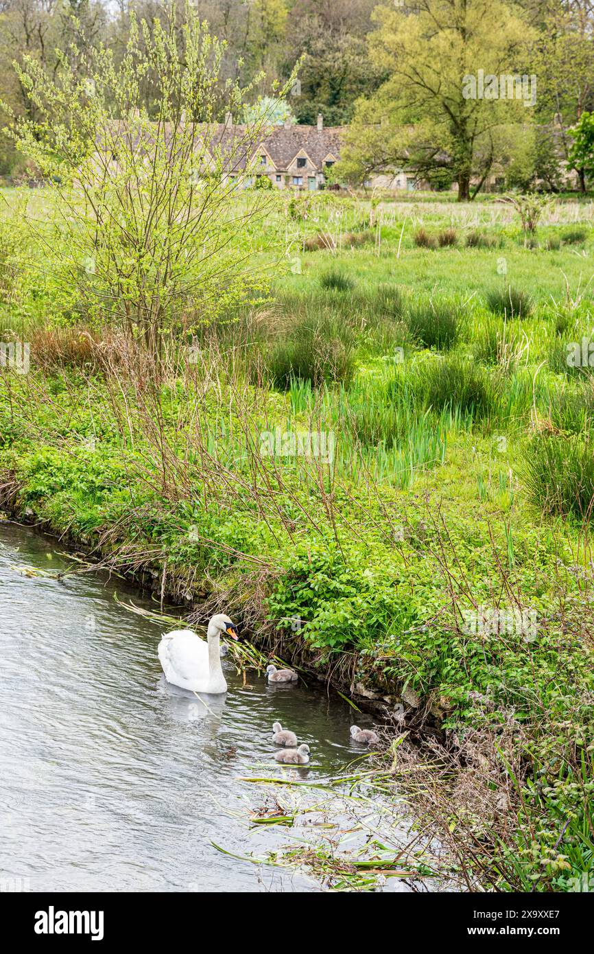 Ein stummer Schwan mit sechs Zygneten am River Coln vor der Arlington Row im Cotswold-Dorf Bibury, Gloucestershire, England Stockfoto