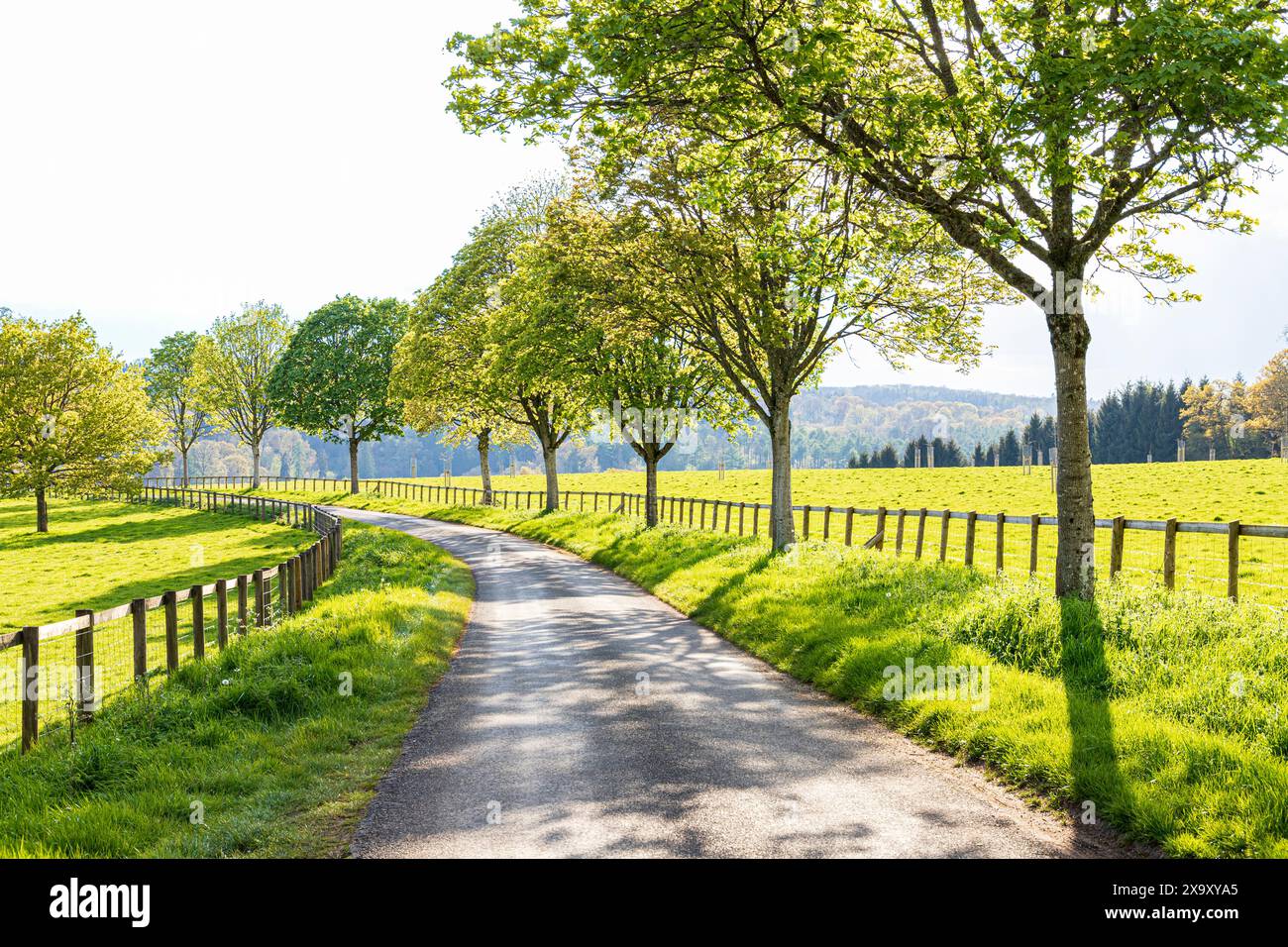 Grasränder, Pfosten- und Bahnzäune und Standardbäume neben einer Landstraße im Abendlicht im Tal des Flusses Coln in der Nähe des Dorfes Cotswold o Stockfoto