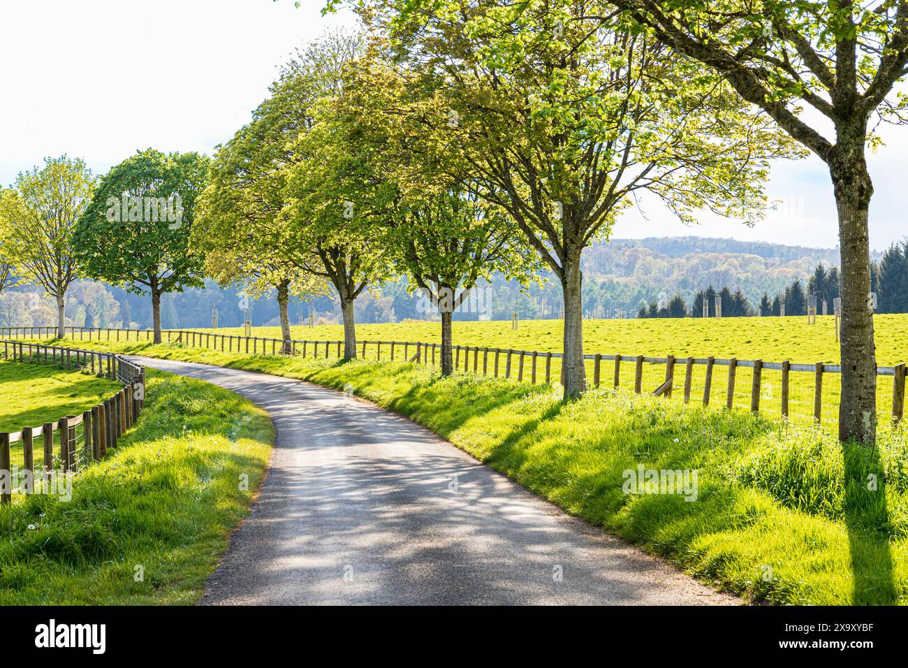 Grasränder, Pfosten- und Bahnzäune und Standardbäume neben einer Landstraße im Abendlicht im Tal des Flusses Coln in der Nähe des Dorfes Cotswold o Stockfoto