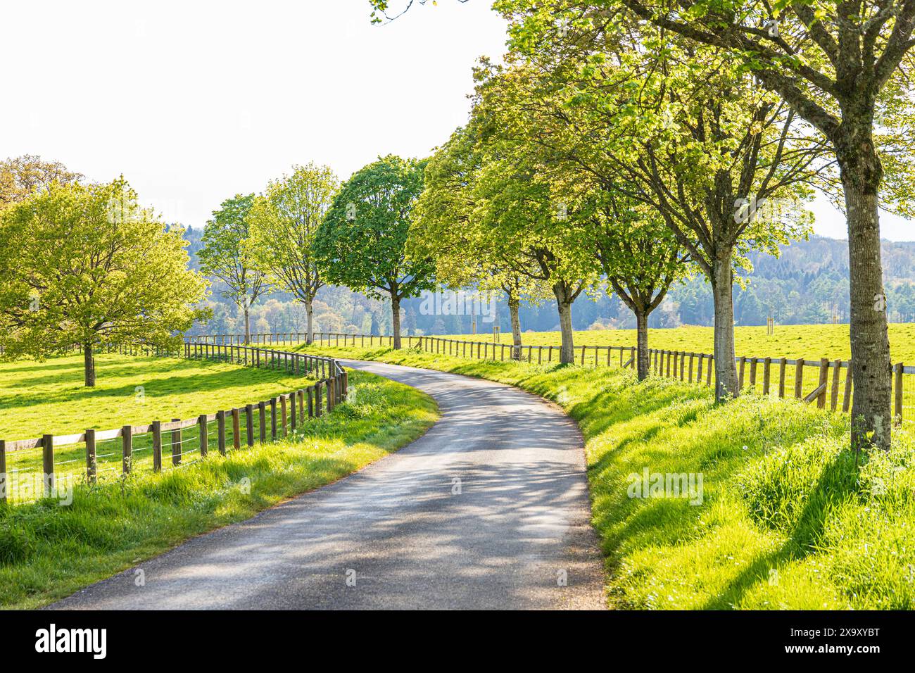 Grasränder, Pfosten- und Bahnzäune und Standardbäume neben einer Landstraße im Abendlicht im Tal des Flusses Coln in der Nähe des Dorfes Cotswold o Stockfoto