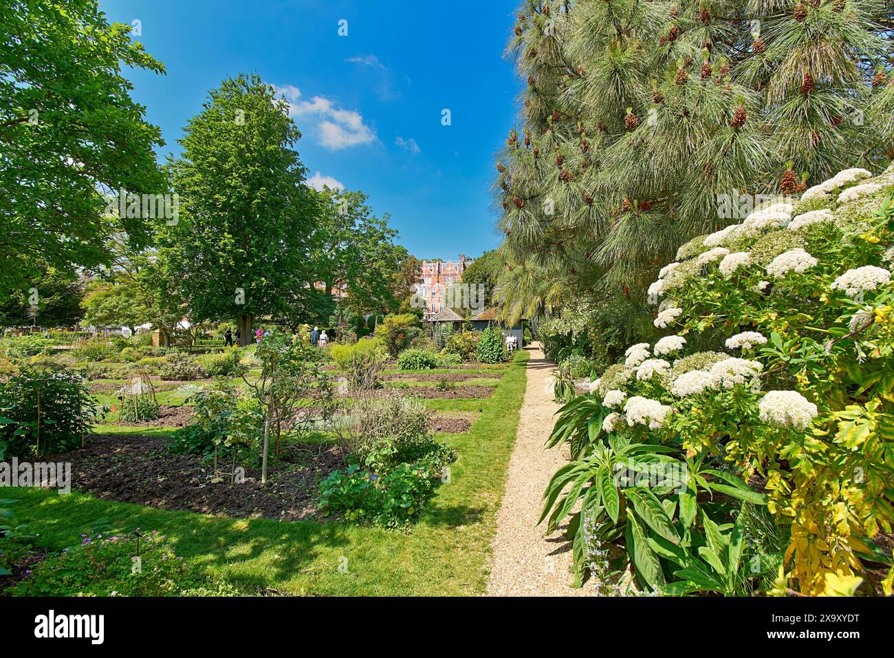 Chelsea Physic Garden ein blauer Himmel mit Baum und Sträuchern gesäumter Weg Stockfoto