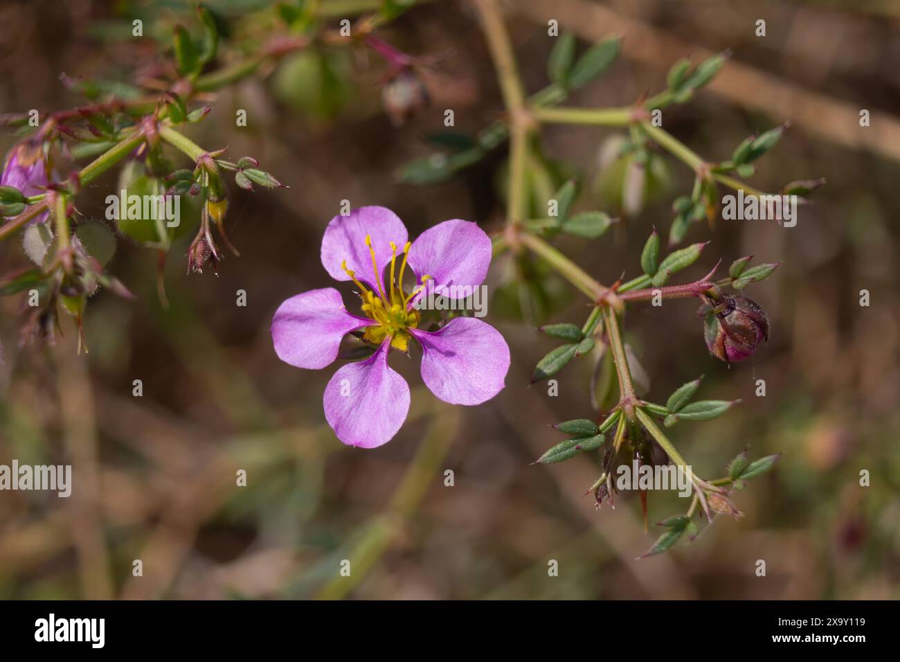 Flor Morada fondo verde Stockfoto