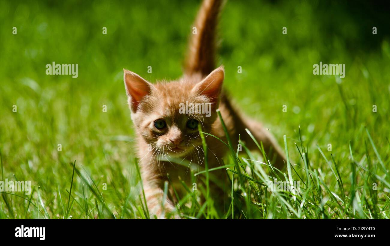 Gelbes Kätzchen. Gelbe Kätzchen spielen im Garten. Gelbes streunendes Kätzchen. Stockfoto