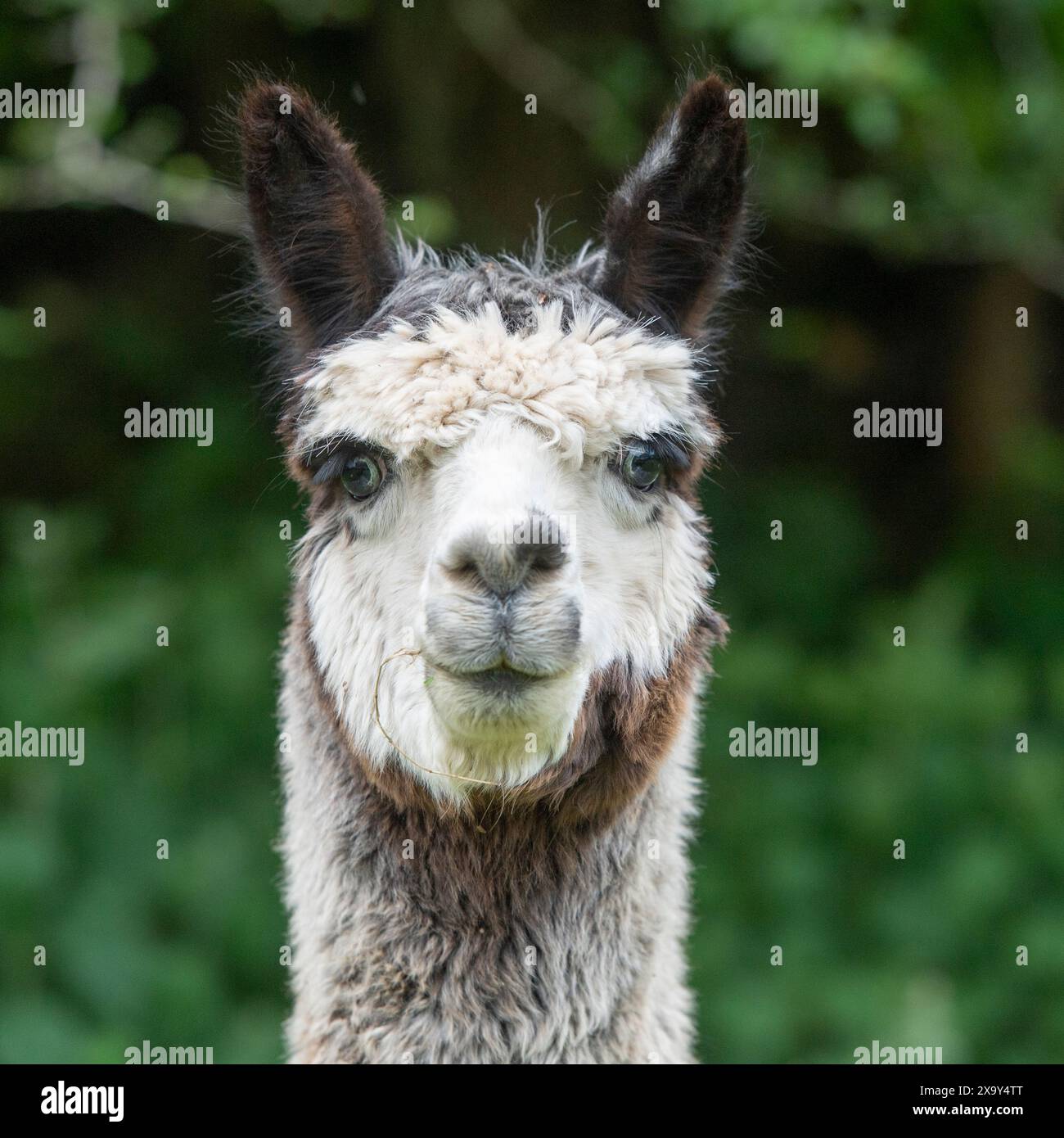 Graues Alpaka aus der Nähe Stockfoto