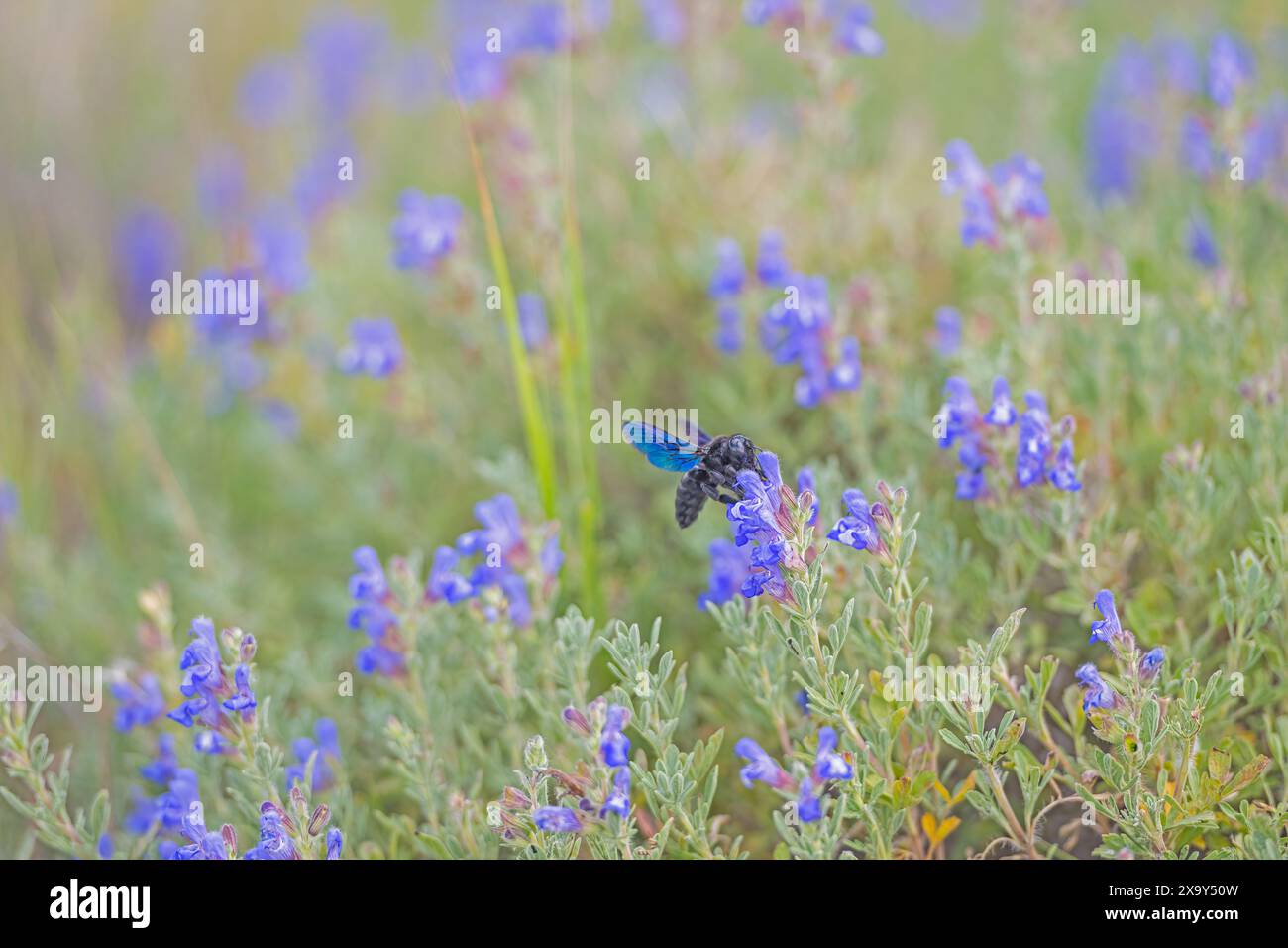 Violette Zimmermannsbiene (Xylocopa violacea), die Nektar aus der violetten Blüte nimmt. Stockfoto