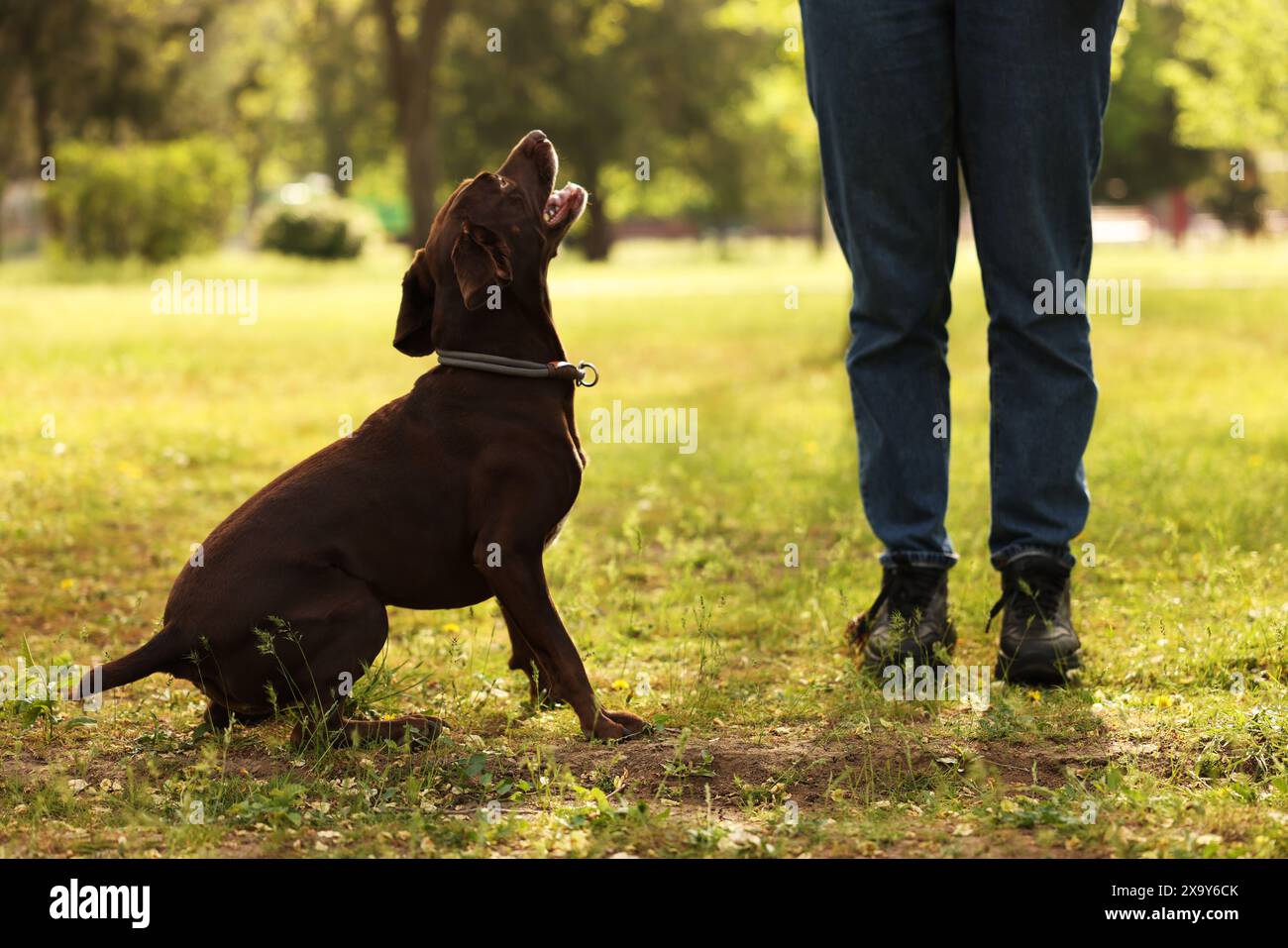 Frau mit ihrem süßen deutschen Kurzhaarhund im Park am Frühlingstag, Nahaufnahme Stockfoto