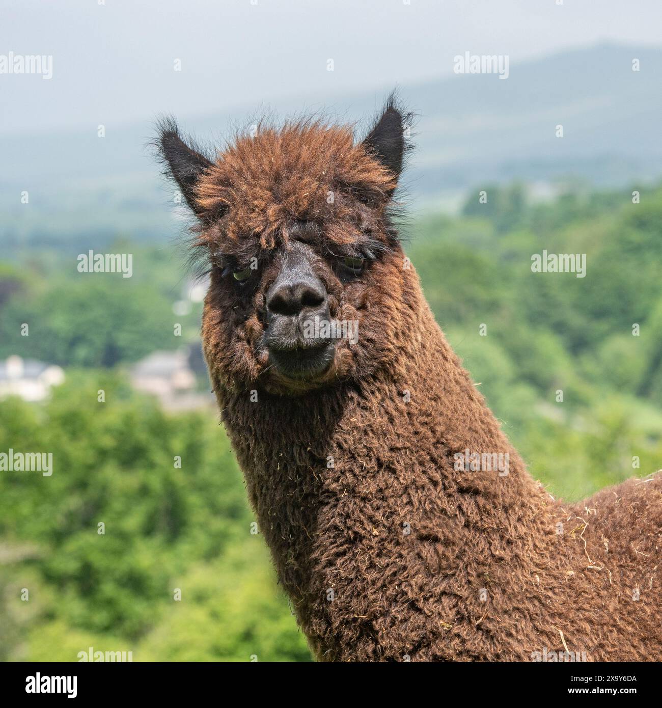 Braunes Alpaka aus der Nähe Stockfoto