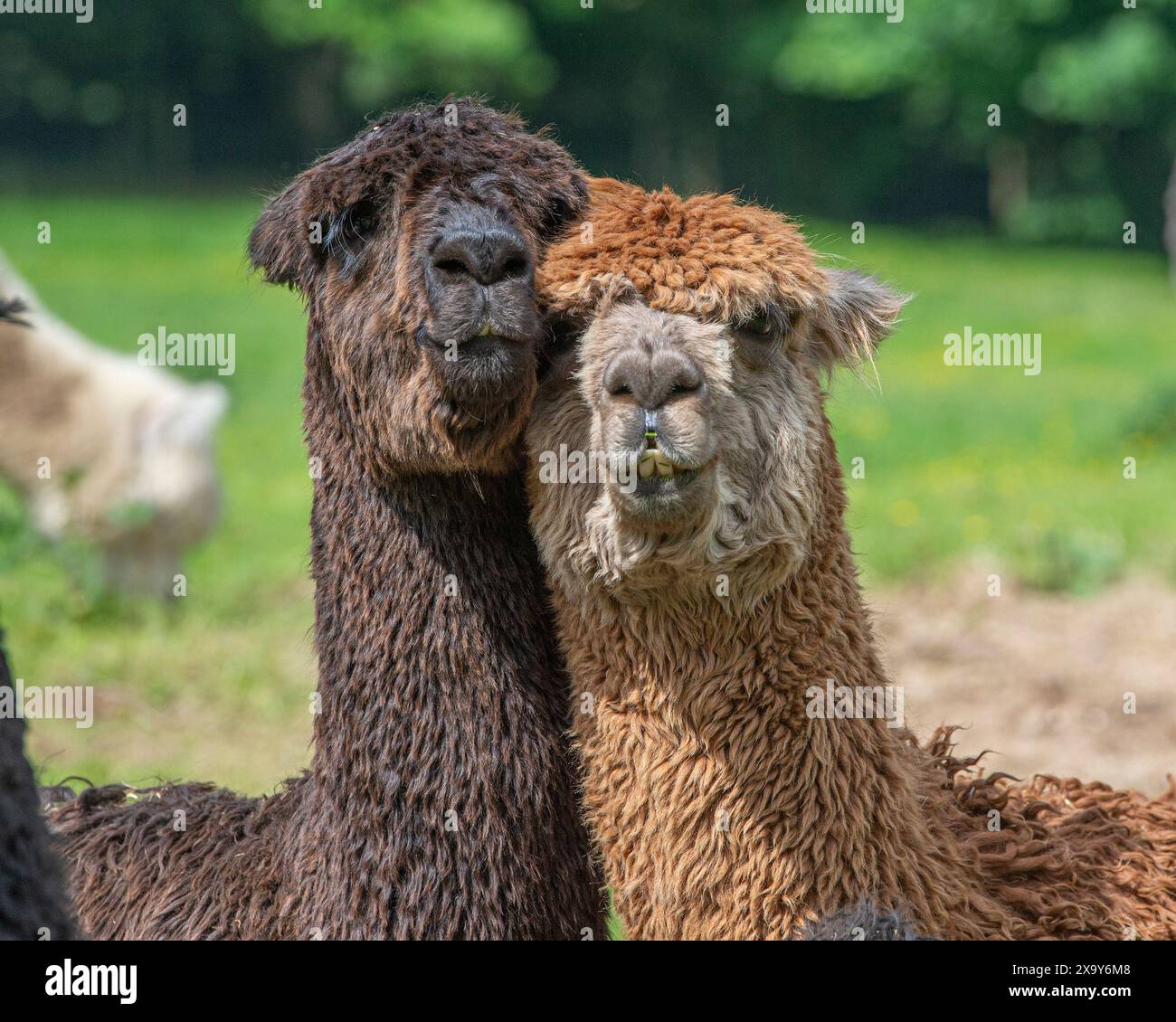 Zwei Alpaka-Freunde kuscheln sich zusammen Stockfoto