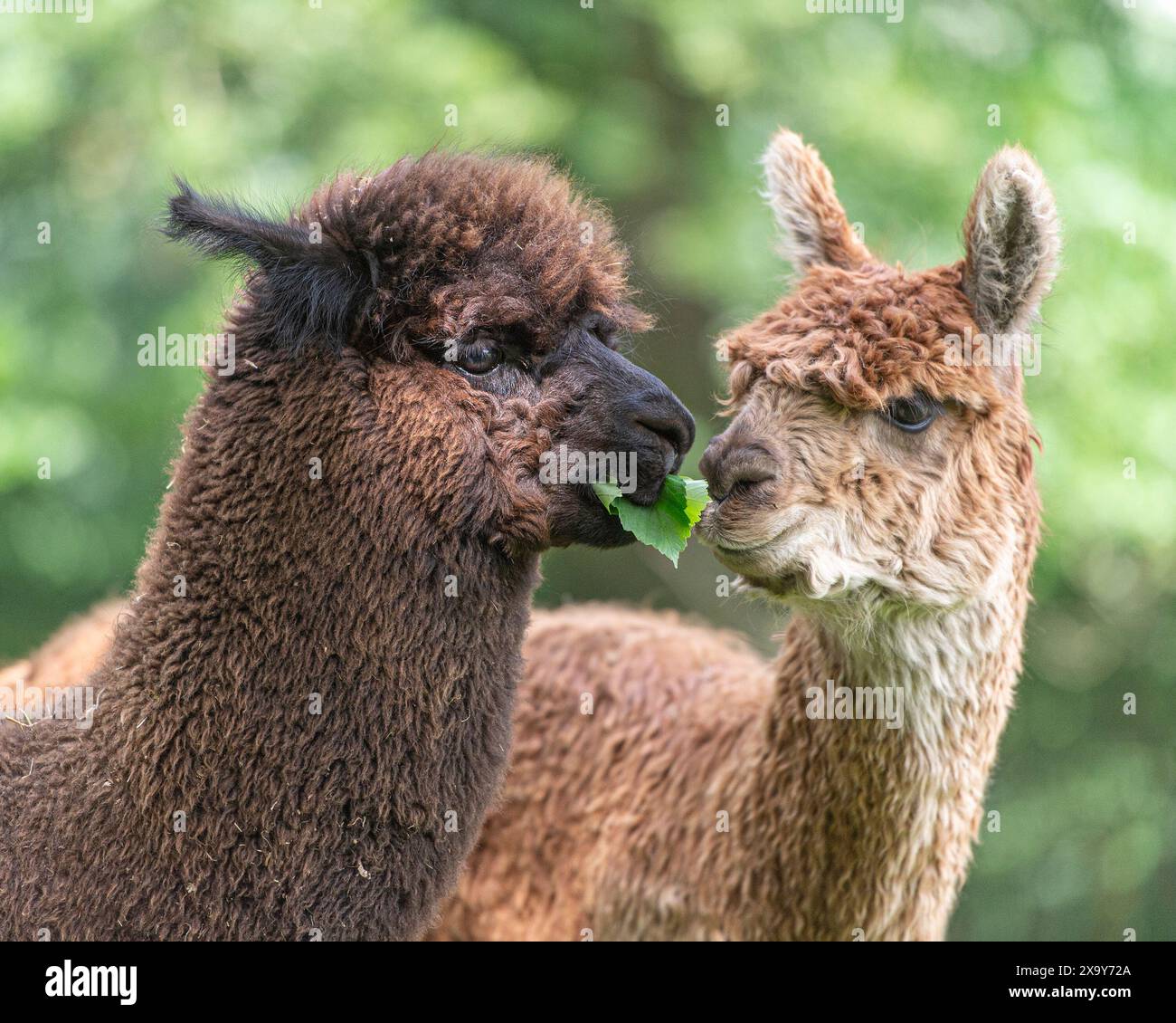 Zwei Alpakas essen mit lustigem Ausdruck Stockfoto