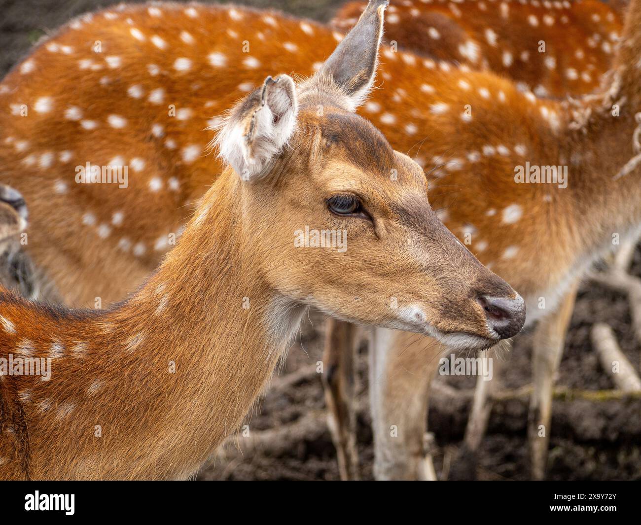 Vietnamesischer Sika-Hirsch, der in der Wildnis ausgestorben ist. Stockfoto