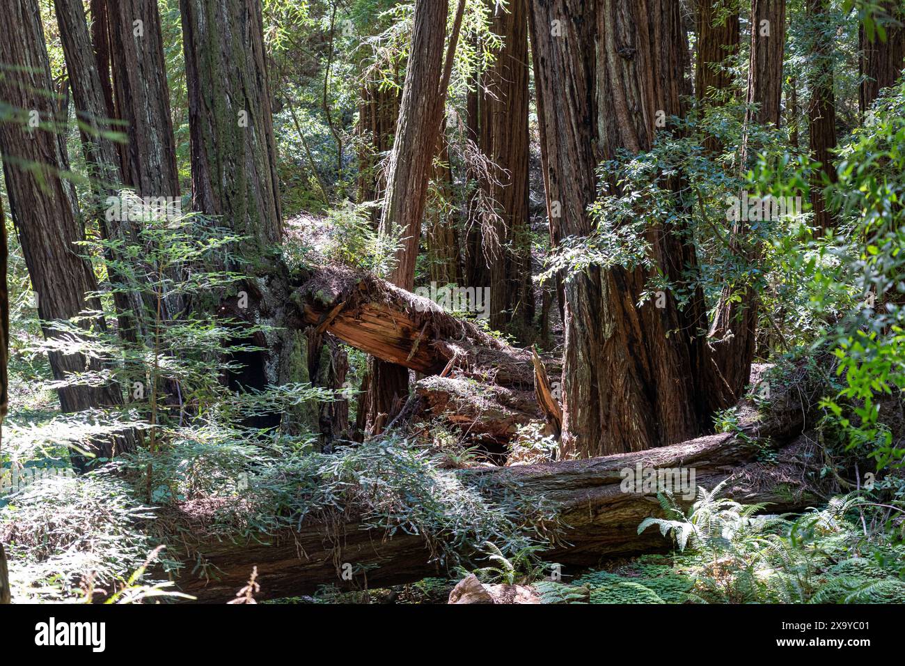 Ein malerischer Blick auf große Bäume in einer ruhigen Waldlandschaft Stockfoto