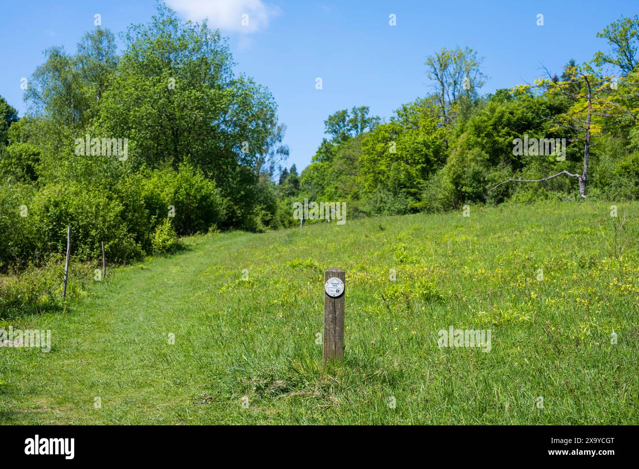 Warburg Nature Reserve, Henley-on-Thames, Oxfordshire, England, Vereinigtes Königreich, GB Stockfoto